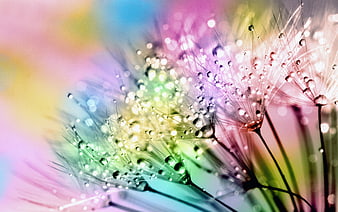 Colorful Dandelion Seeds with Water Droplets Macro Photography