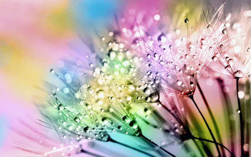 Colorful Dandelion Seeds with Water Droplets Macro Photography