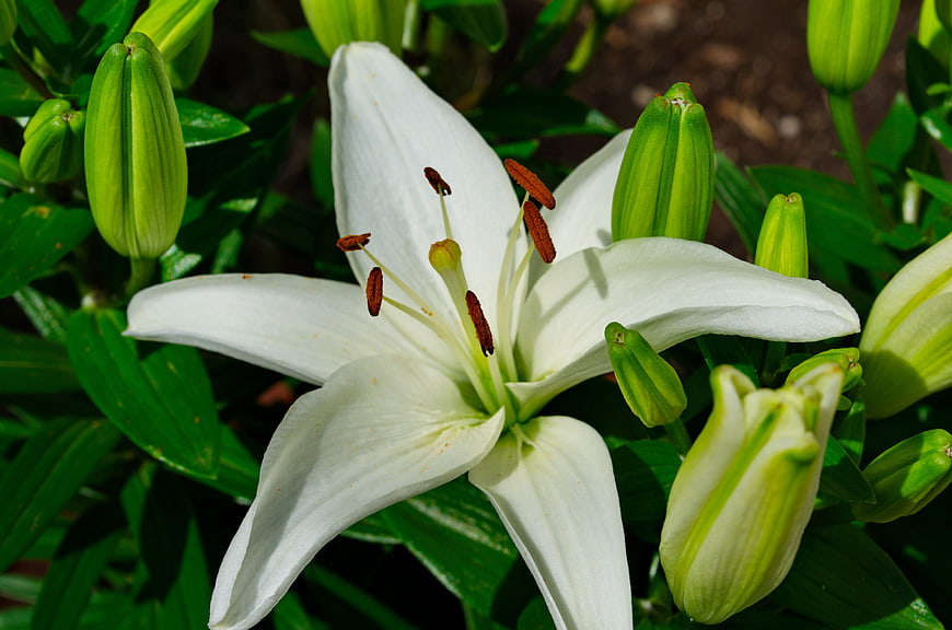 Close-up of a white lily flower with green buds