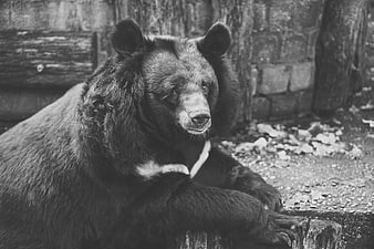 Black and White Portrait of a Resting Brown Bear