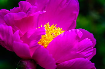 Vibrant Pink Peony Flower Close-Up with Yellow Stamen