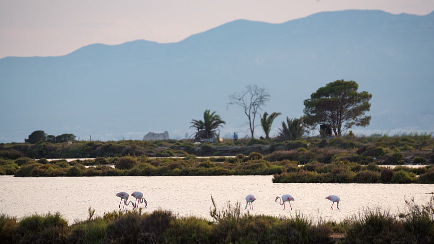 Flamingos foraging in Ebro Delta wetlands with mountains