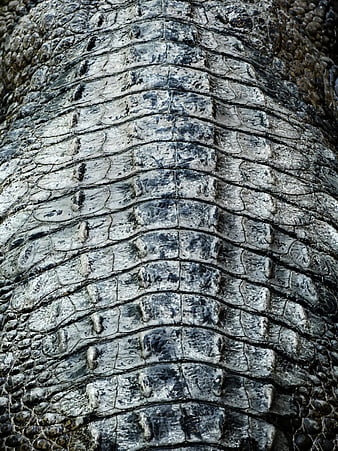 Close-up texture of crocodile skin scales