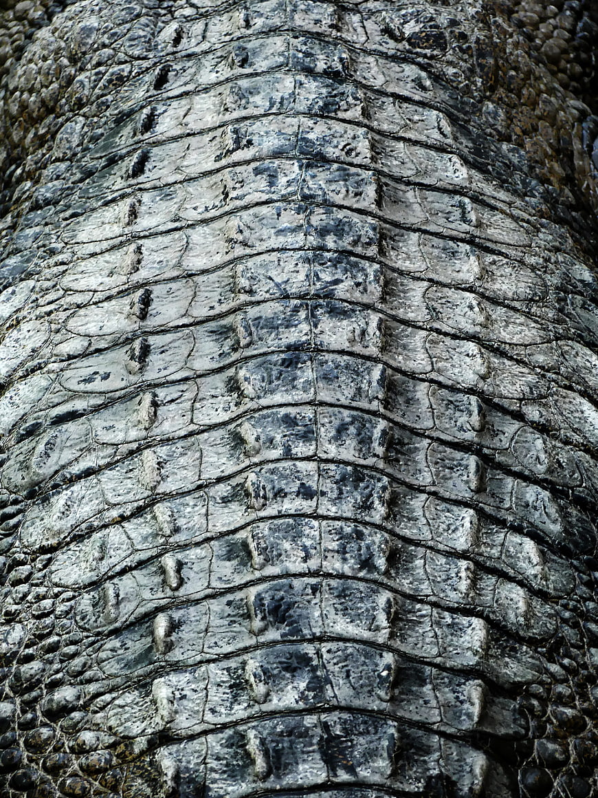 Close-up texture of crocodile skin scales