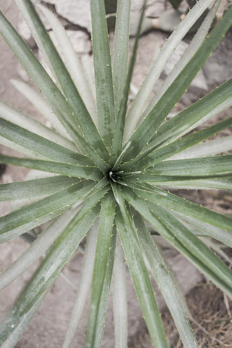 Top-down view of spiky agave plant leaves