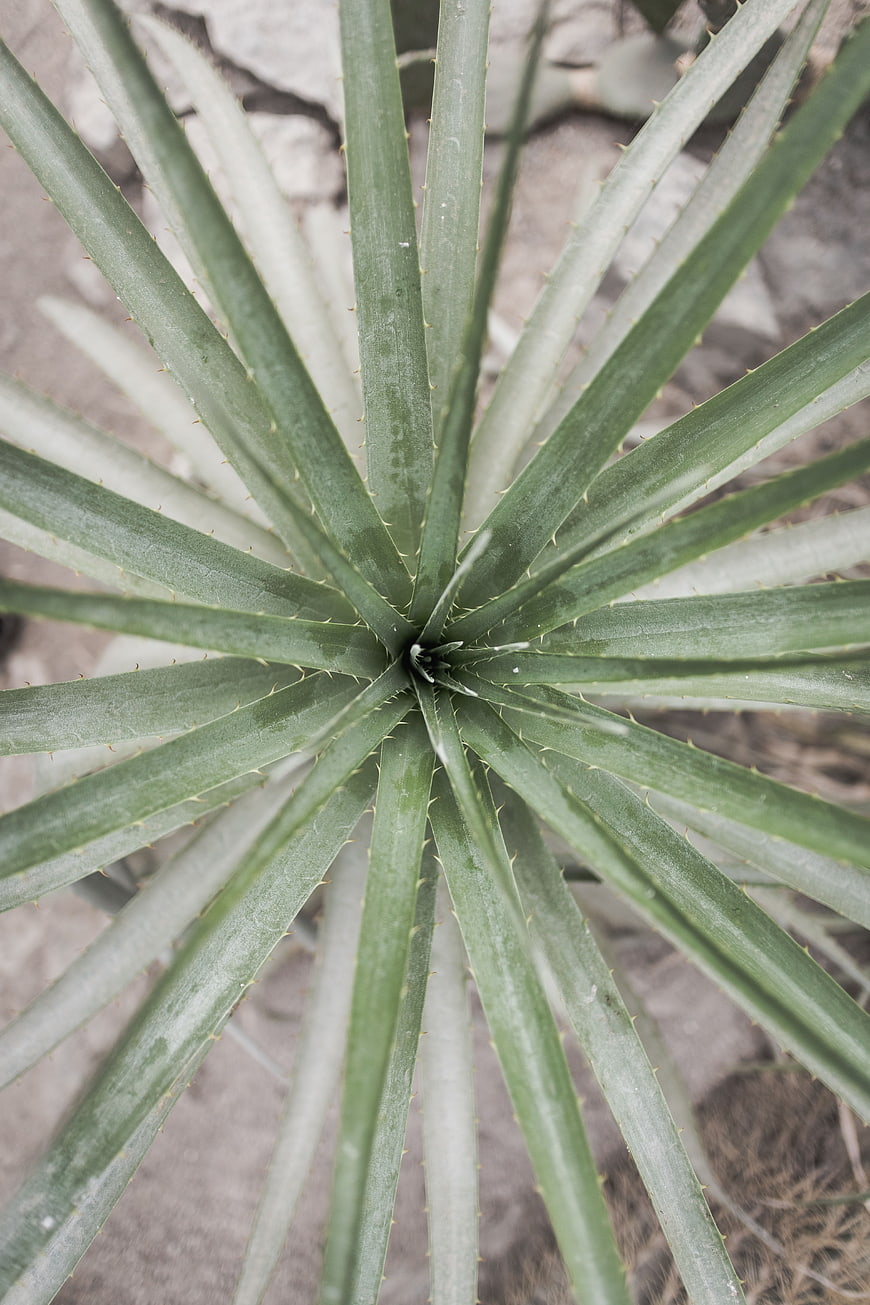 Top-down view of spiky agave plant leaves