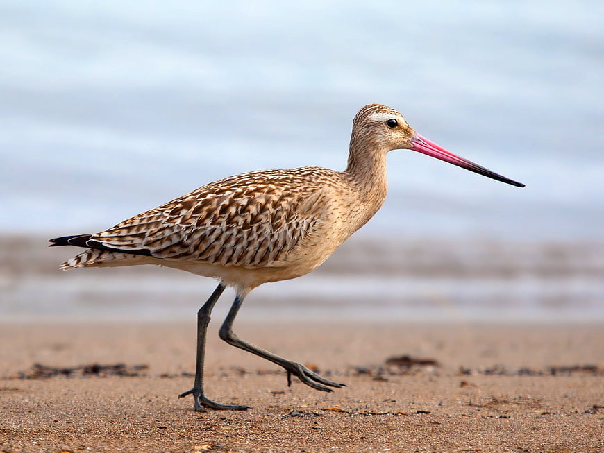 Bar-tailed Godwit Walking on Sandy Beach Shore