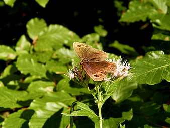 Brown butterfly on pink flower in green forest