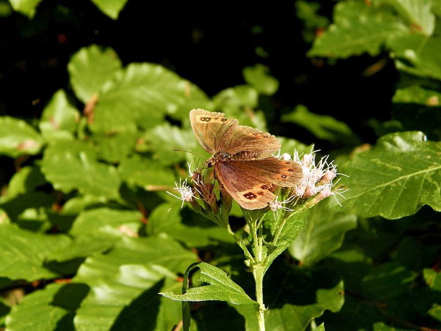 Brown butterfly on pink flower in green forest