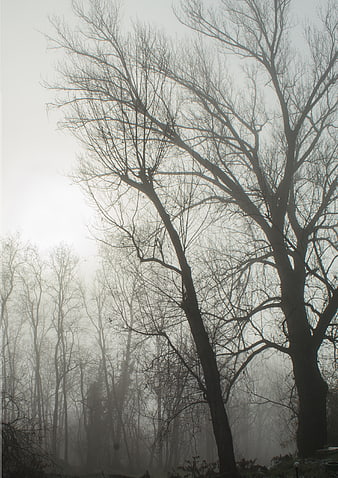 Misty forest with bare trees in foggy winter atmosphere