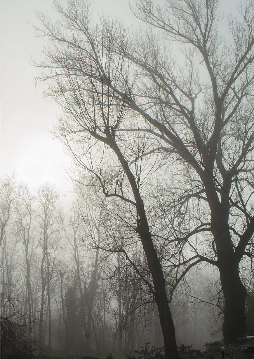 Misty forest with bare trees in foggy winter atmosphere