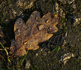 Close-up of wet oak leaf with morning dew drops on soil