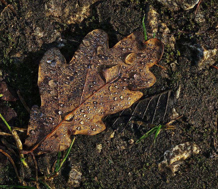Close-up of wet oak leaf with morning dew drops on soil