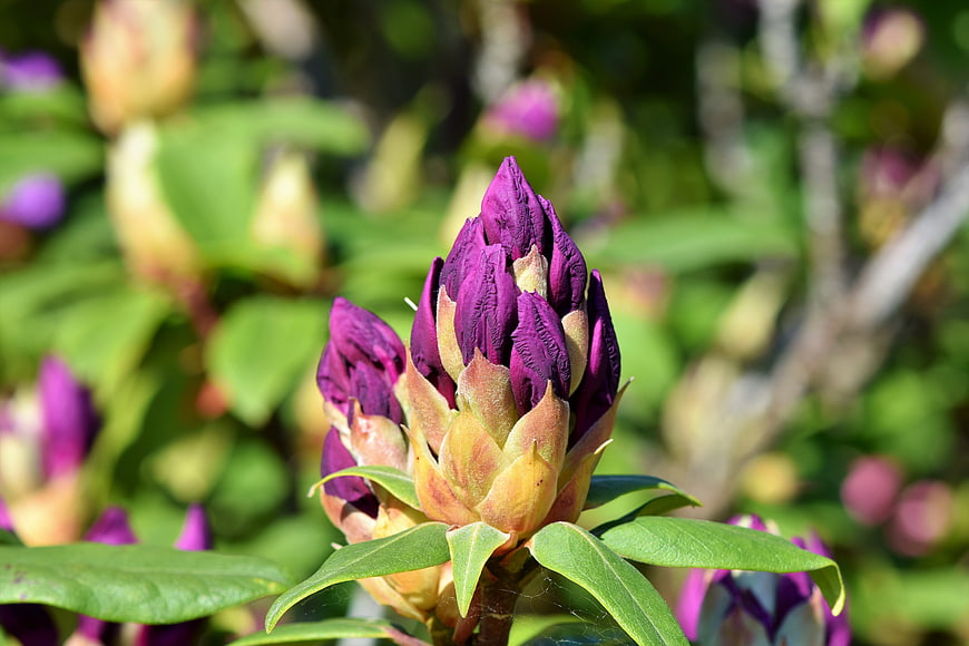Close-up of purple rhododendron buds in spring garden