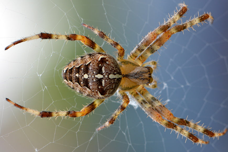 Close-up of an Orb-Weaver Spider on a Web