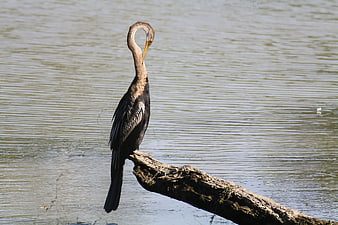 Anhinga Bird Perched on Log in Water