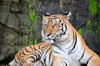 Portrait of a majestic tiger resting against a rocky background