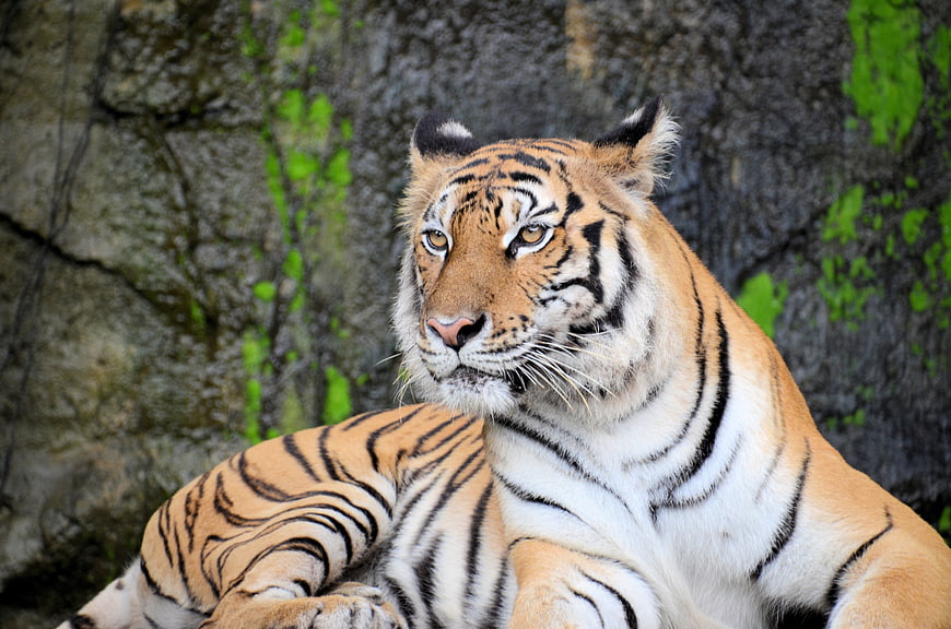 Portrait of a majestic tiger resting against a rocky background