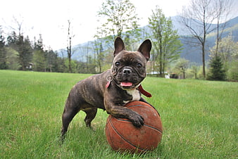 Playful French Bulldog Puppy with Basketball in Green Field