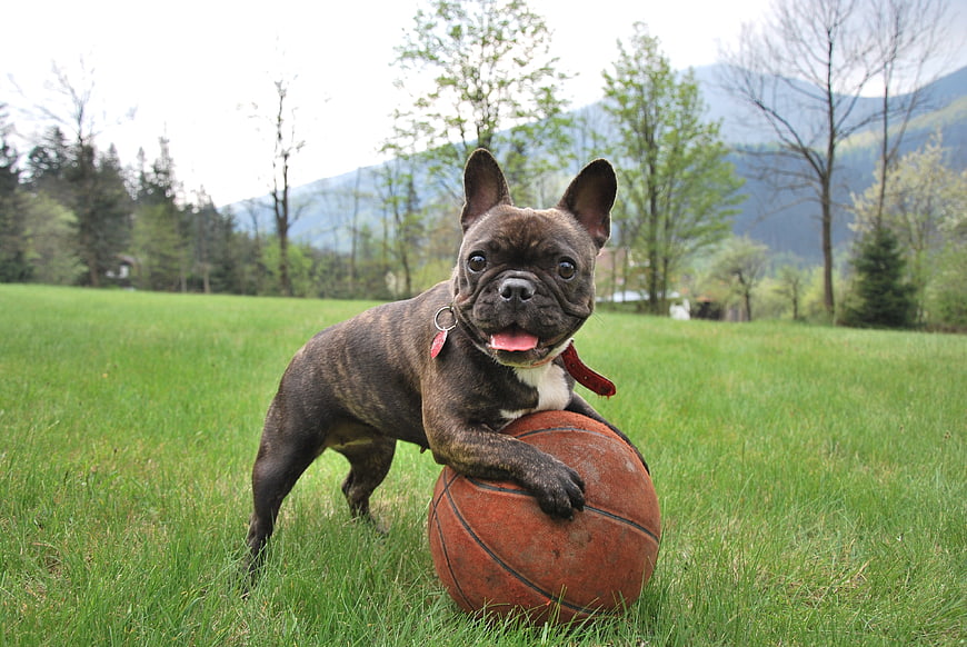 Playful French Bulldog Puppy with Basketball in Green Field