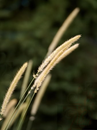 Close-up of golden foxtail grass against blurred green background