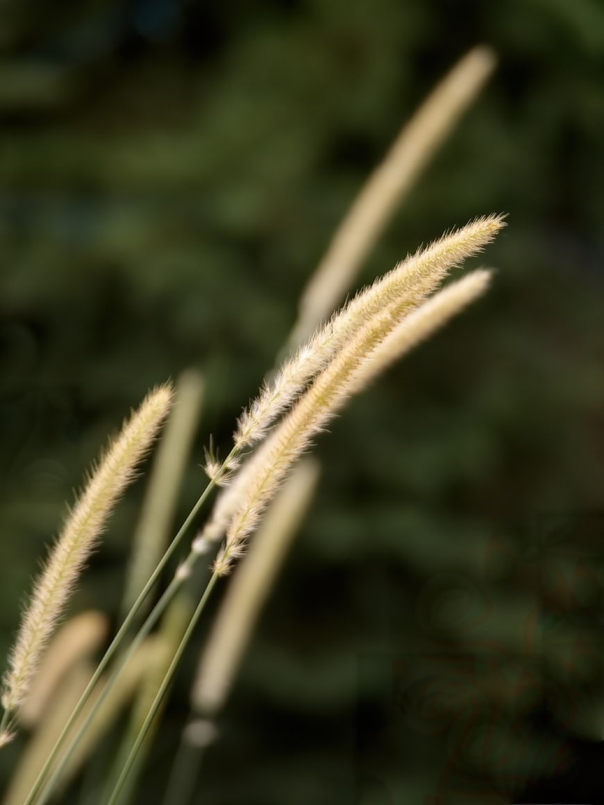 Close-up of golden foxtail grass against blurred green background