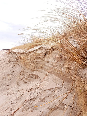 Dry Beach Grass on Sand Dune Erosion