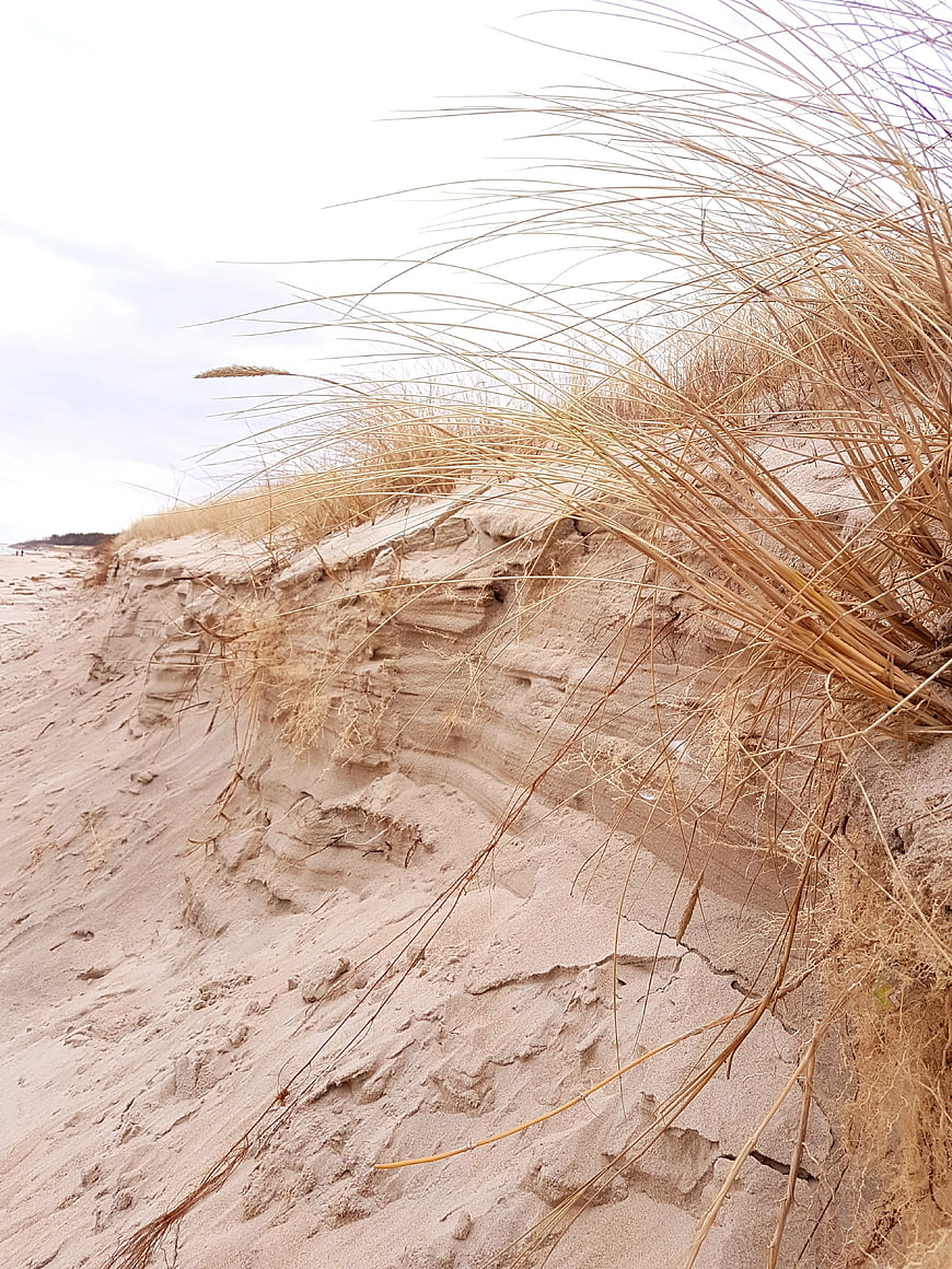 Dry Beach Grass on Sand Dune Erosion