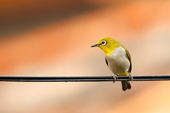 Yellow-eyed bird perched on a wire against a blurred background