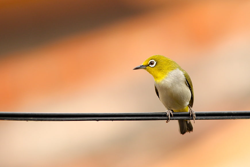 Yellow-eyed bird perched on a wire against a blurred background