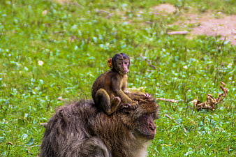 Baby Barbary Macaque Sitting on Mother's Back in Grass