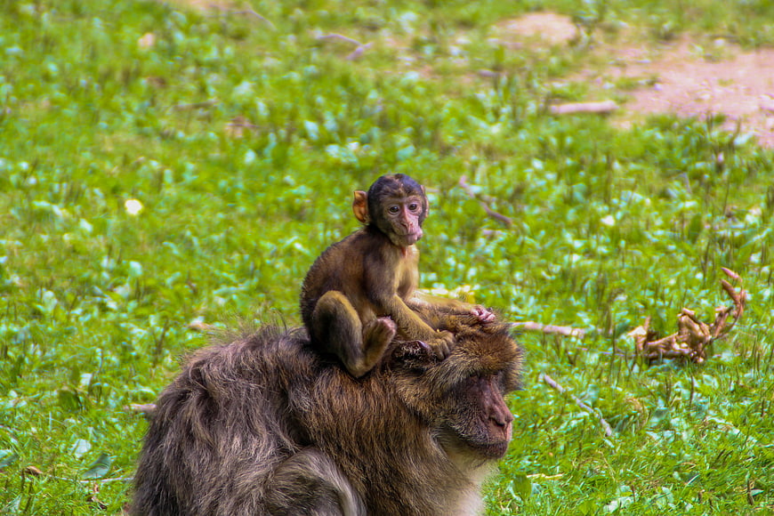 Baby Barbary Macaque Sitting on Mother's Back in Grass