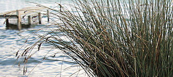 Blowing reeds and grasses in the foreground with a blurred lake and wooden jetty in the background