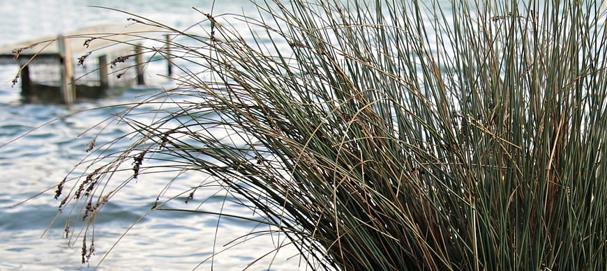 Blowing reeds and grasses in the foreground with a blurred lake and wooden jetty in the background