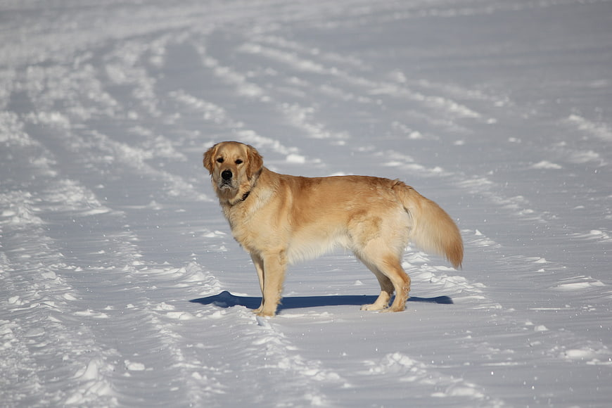 Golden Retriever Standing in Snowy Winter Landscape