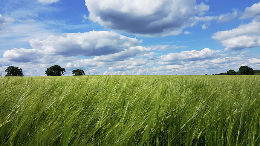Vibrant Green Wheat Field Under Blue Sky with Clouds