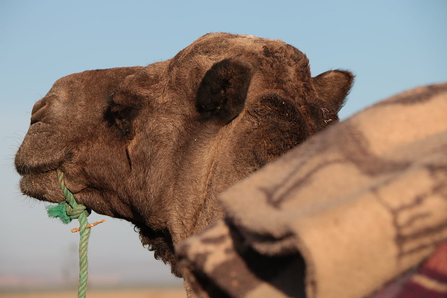 Close-up of a camel head with green rope halter against blue sky