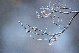 Frosty tree branches with buds against a blurred winter background