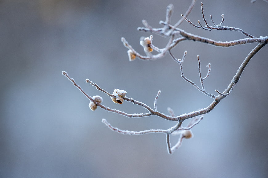Frosty tree branches with buds against a blurred winter background