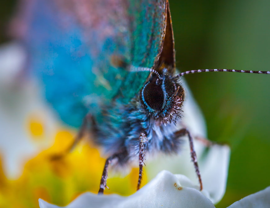 Macro Close-Up of Blue Butterfly on White Flower