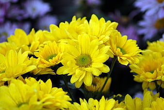 Close-up of vibrant yellow chrysanthemums with water droplets