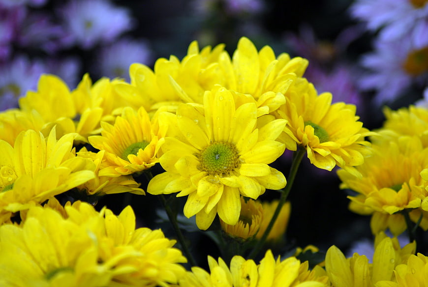 Close-up of vibrant yellow chrysanthemums with water droplets