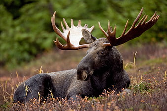 Majestic Bull Moose Resting in Autumn Forest Underbrush