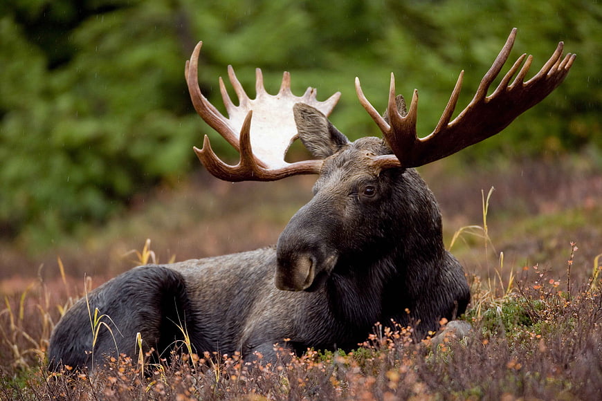 Majestic Bull Moose Resting in Autumn Forest Underbrush
