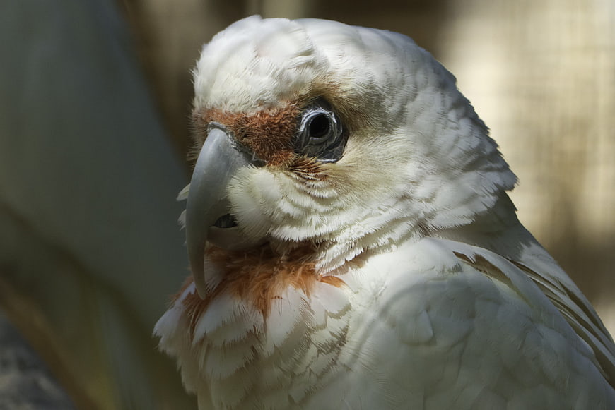 Close-up portrait of a white cockatoo with brown markings