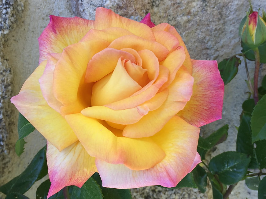 Close-up of a vibrant yellow and pink rose bloom