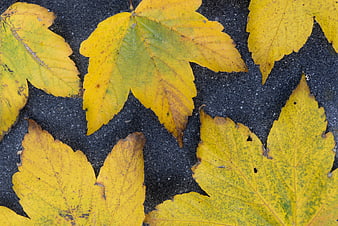 Yellow maple leaves on dark asphalt background