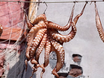 Dried octopus hanging on a wire to dry in the sun