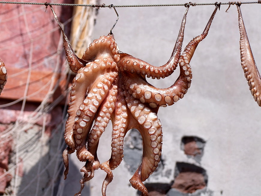 Dried octopus hanging on a wire to dry in the sun