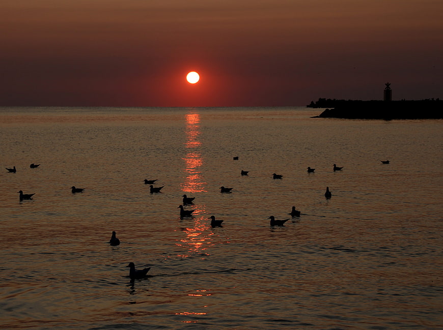 Seagulls Silhouetted on Calm Sea at Sunset